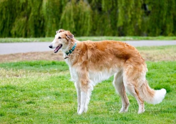 世界十大狩獵名犬排行榜，冠軍是俄羅斯獵狼犬