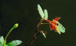 世界上最小的蜻蜓，侏紅小蜻體長不足15毫米