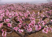 十大鎮(zhèn)宅辟邪的植物，桃樹位居首位