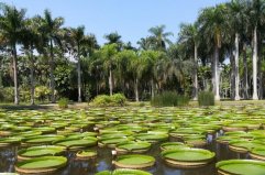 西雙版納十大旅游景點排名，野象谷排在第四位