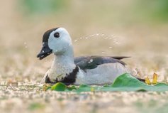 體長最瘦小的水鴨，棉鳧成鳥長約30厘米