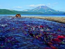 地球上最偉大的旅行家：三文魚洄游3000多公里只為產(chǎn)卵