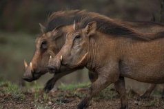 世界唯一數(shù)月不喝水動物：疣豬是真正“豬堅(jiān)強(qiáng)”