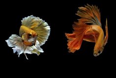 世界10大最好看的熱帶魚(yú)：小丑魚(yú)上榜，泰國(guó)斗魚(yú)奪冠