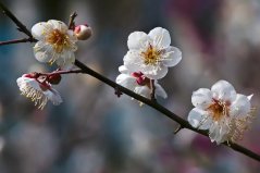 世界十大最香的盆栽花卉：梅花、梔子花雙雙上榜