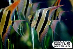 十大最常見的經(jīng)典淡水觀賞魚，你養(yǎng)過哪幾種？