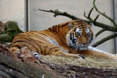 全球10大最著名的動(dòng)物園：達(dá)拉斯動(dòng)物園上榜，你去過(guò)幾個(gè)？