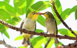 世界上最浪漫的10種動物：海馬、愛情鳥入榜！