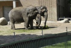 世界十大神奇的動(dòng)物園：北京動(dòng)物園入圍，柏林動(dòng)物園排榜首