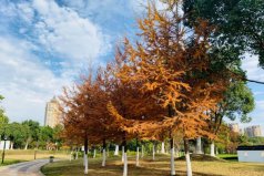 世界五大公園樹種，金錢松位列榜單首位