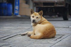 世界上10大人氣最高的寵物狗，中華田園犬奪得第一名