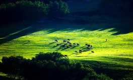 世界四大草原面積排名，全球四大草原排行榜