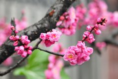 冬季開花的植物排行榜前十名：梅花、垂筒花位列前兩名