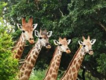 廣州哪個(gè)動(dòng)物園好玩？廣東十大野生動(dòng)物園