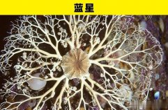 盤點(diǎn)海洋世界里的5大奇幻動(dòng)物：藍(lán)星、?？习?></a></div><p><a href=