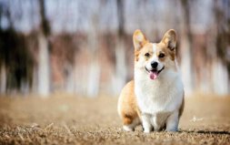 世界十大最萌的狗：哈士奇墊底，柯基犬奪冠