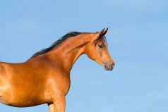 世界上十大長跑耐力最強的動物排行：騾子墊底，馬得第一