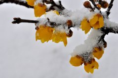 盤點(diǎn)十種在冬天開花的花卉：雪蓮上榜，臘梅花居榜首