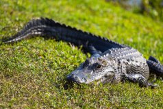 世界上十大最厲害動物：大白鯊、老虎均榜上有名