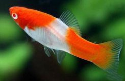 十大適合新手養(yǎng)的小型魚：紅劍魚、虎皮魚均上榜