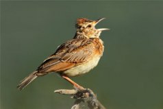 中國四大名鳥：百靈、畫眉、繡眼鳥、靛頦