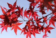 最出名的十大盆景樹種：紅楓、真柏排前兩位