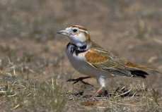 世界上10大最受歡迎的寵物鳥，百靈鳥排第一位