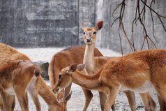 世界十大珍稀鹿科動物排名：梅花鹿上榜，坡鹿排第一