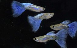 12種最適合懶人養(yǎng)的觀賞魚，孔雀魚排第一位