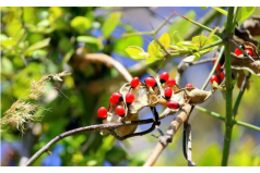 全球十大毒性最強(qiáng)植物：顛茄居第六，念珠豌豆居首